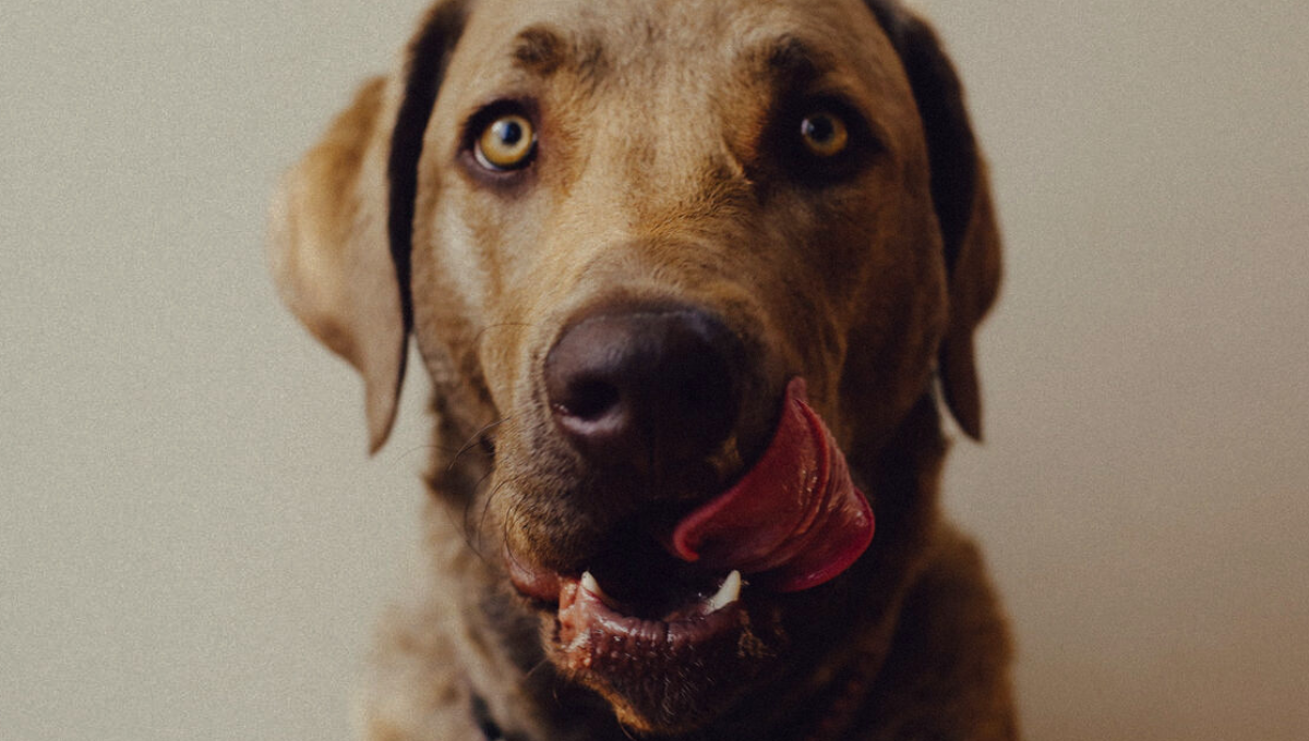 Qué significa que mi perro se relame según la mirada veterinaria