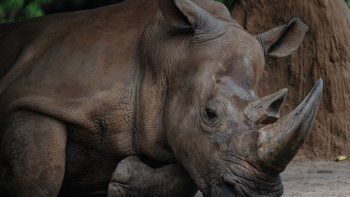 Murió la última rinoceronte de Sumatra y la especie se extinguió en Malasia