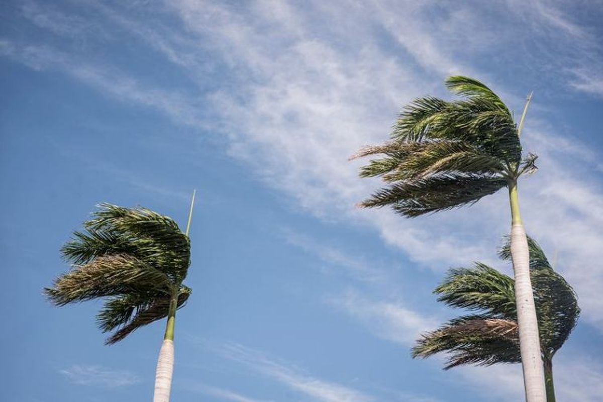 De esta manera te debes cuidar de los fuertes vientos De esta manera te debes cuidar de los fuertes vientos