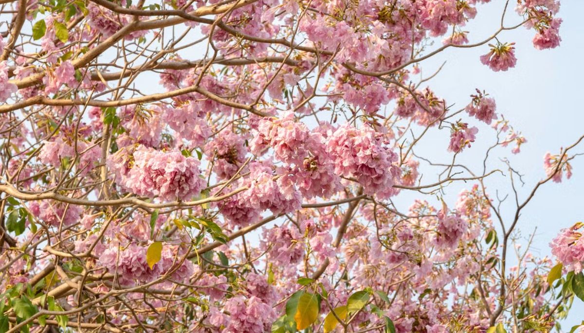 La Tabebuia rosea suele tener una floración en tonos rosa y lila.