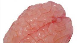 Crean en 3D una réplica del cerebro humano