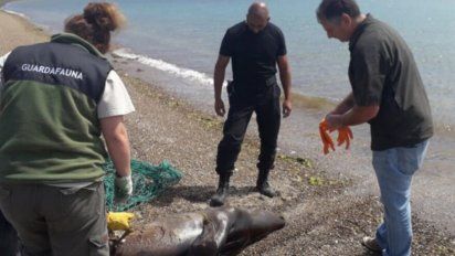 El Lobo Marino fue matado a golpes.
