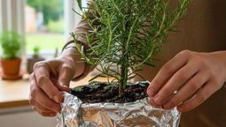La planta de romero puede ser cubierta con papel aluminio. La planta de romero puede ser cubierta con papel aluminio.