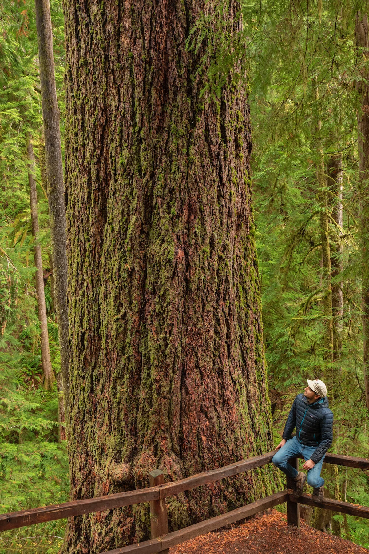 El tamaño de este árbol es difícil de imaginar. El tamaño de este árbol es difícil de imaginar.