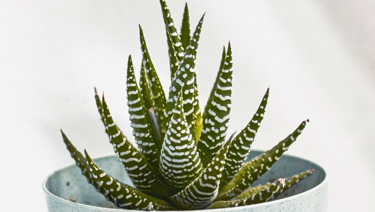 Tu planta de aloe vera debe estar sana y cuidada para que traiga energías positivas e interrumpa el flujo negativo. Fuente: Canva. Tu planta de aloe vera debe estar sana y cuidada para que traiga energías positivas e interrumpa el flujo negativo. Fuente: Canva.