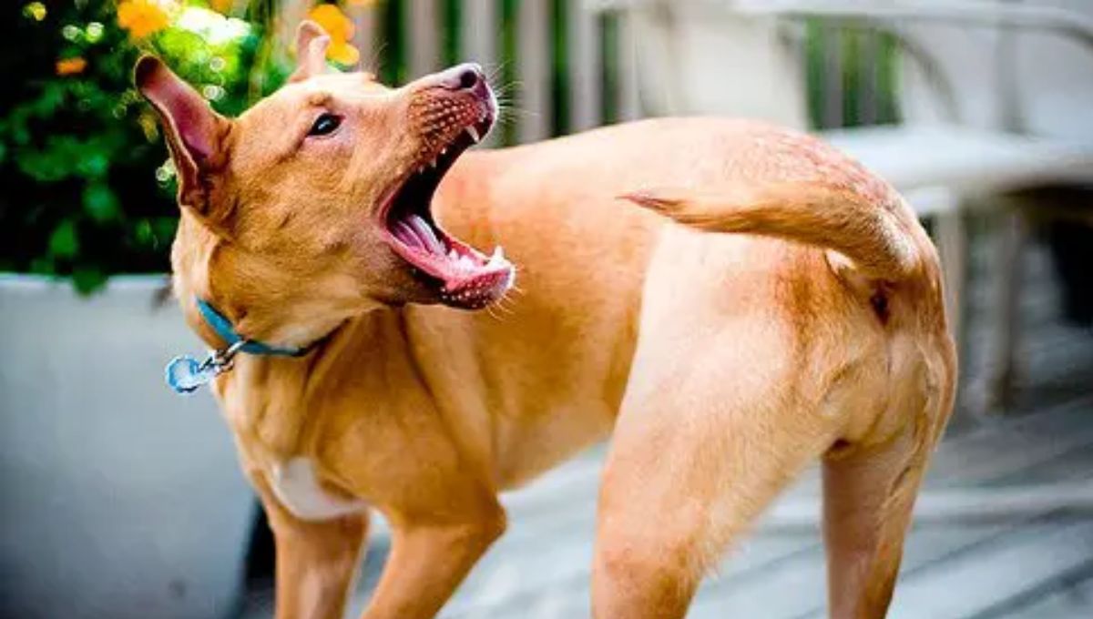 Si tu perro tiene este comportamiento, será mejor que le prestes atención.