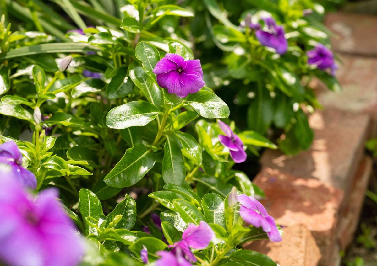 Una planta de jardín decorativa con efectos tóxicos en las mascotas 