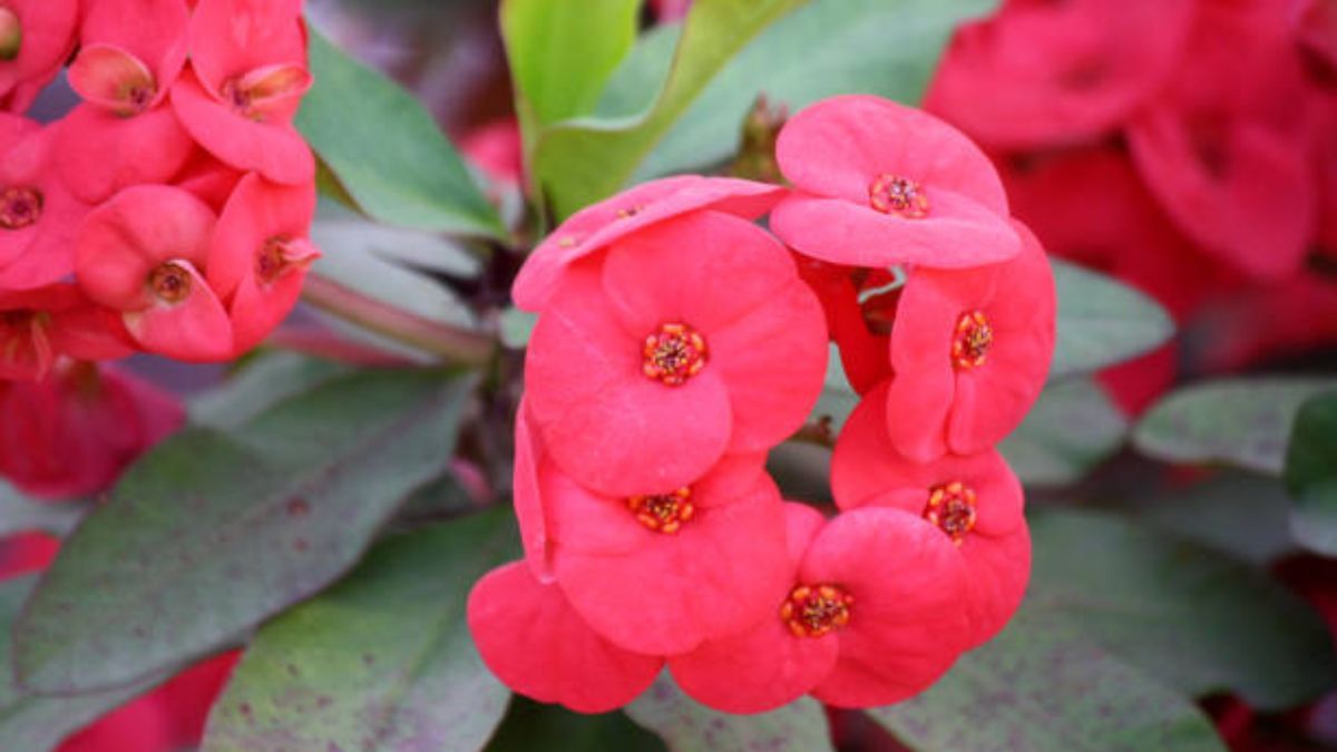 El secreto de jardinería para que la planta Corona de Cristo estalle de flores. El secreto de jardinería para que la planta Corona de Cristo estalle de flores.