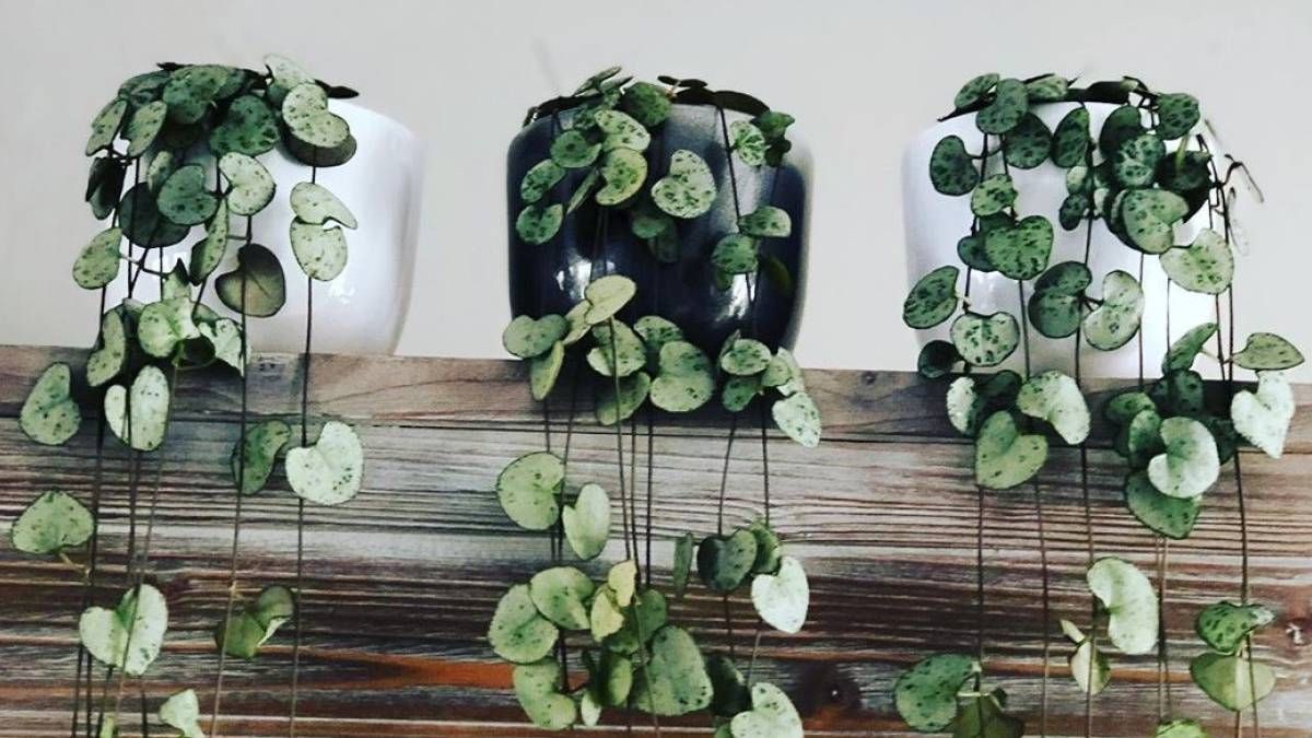 Plantas: cómo cuidar esta preciosa suculenta que es tendencia este verano 2024