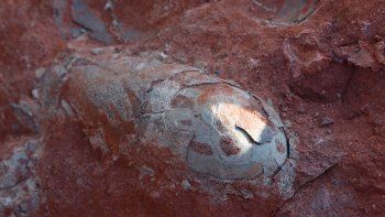 Encontraron huevos de dinosaurios fosilizados hace 130 millones de años