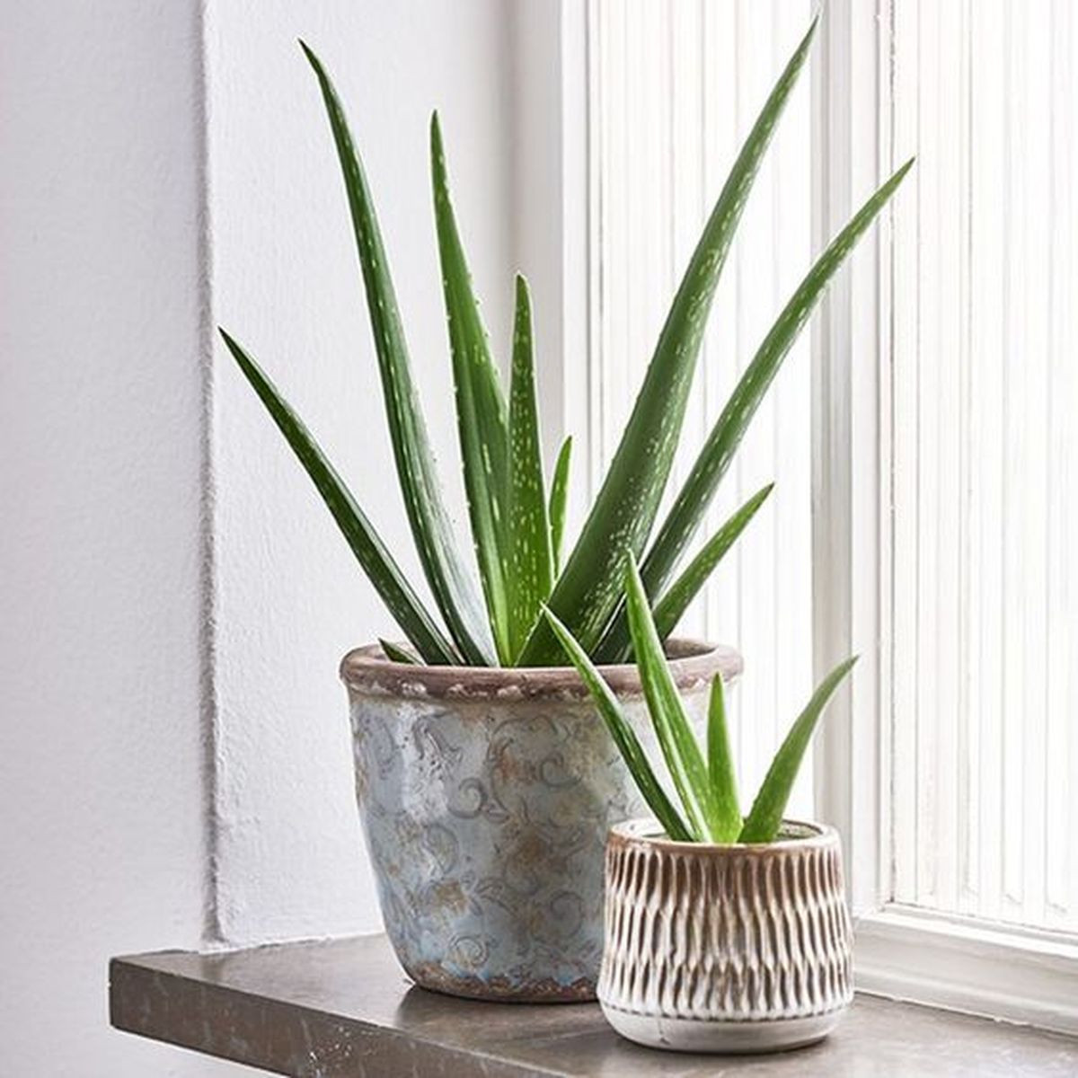 El aloe vera es ideal para absorber la energía negativa. El aloe vera es ideal para absorber la energía negativa.