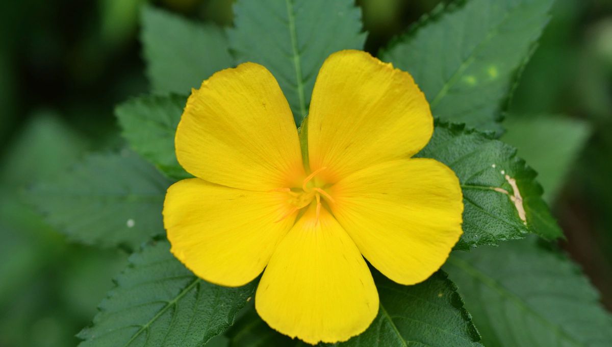 La damiana, conocida también como "Té mexicano", es una valiosa planta medicinal que se ha utilizado durante siglos en la medicina tradicional por sus numerosas propiedades. La damiana, conocida también como "Té mexicano", es una valiosa planta medicinal que se ha utilizado durante siglos en la medicina tradicional por sus numerosas propiedades.