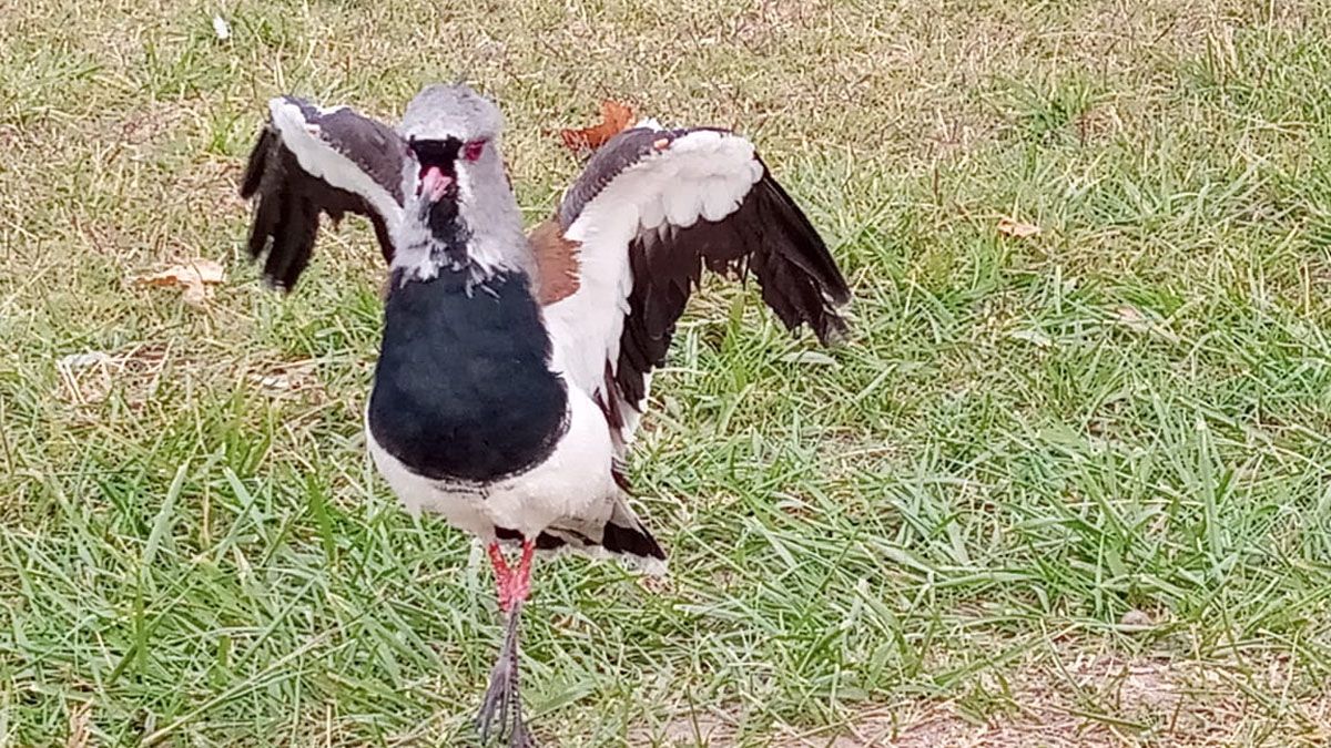 Los dos teros se recuperaron bien luego de la atención en la Fundación Cullunche.