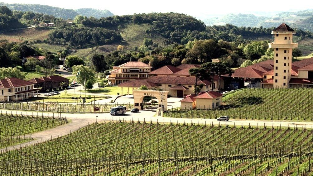 Como Mendoza, pero con playa: la localidad de Brasil ideal para disfrutar de buenos vinos