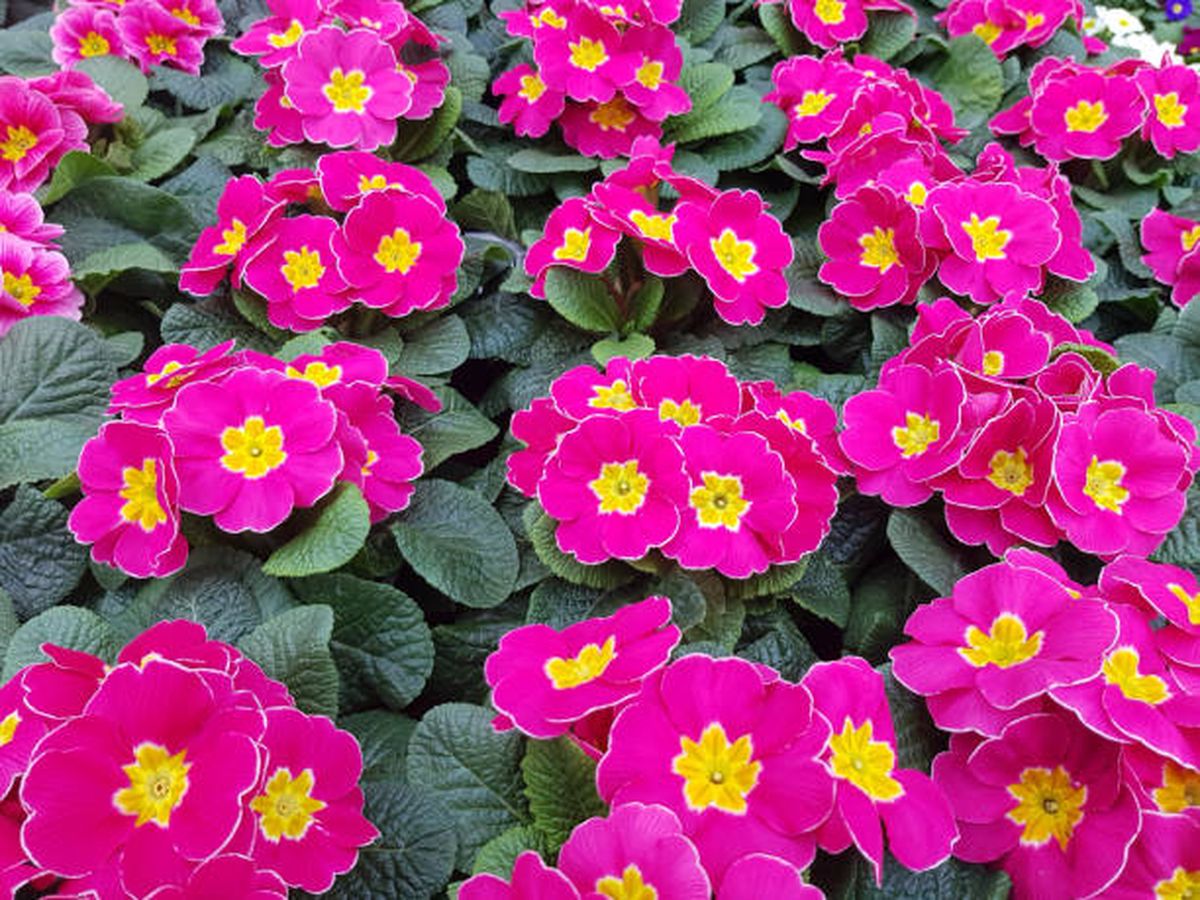 Prímulas, otra de las plantas que crecen en invierno. Prímulas, otra de las plantas que crecen en invierno.