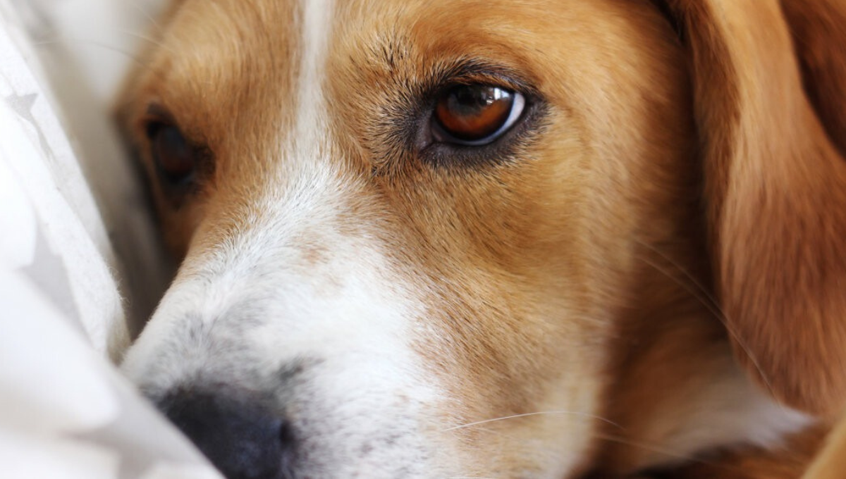 Qué significa que mi perro se rasque la nariz