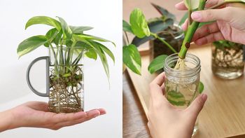3 plantas de interior que crecen mucho mejor en agua 3 plantas de interior que crecen mucho mejor en agua