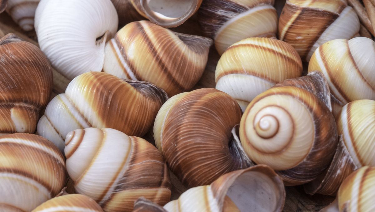 Los caracoles marinos representan protección y libertad. Los caracoles marinos representan protección y libertad.