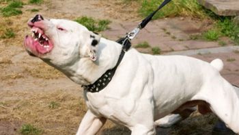 Una adolescente de 15 años murió tras ser atacada por dos perros dogo