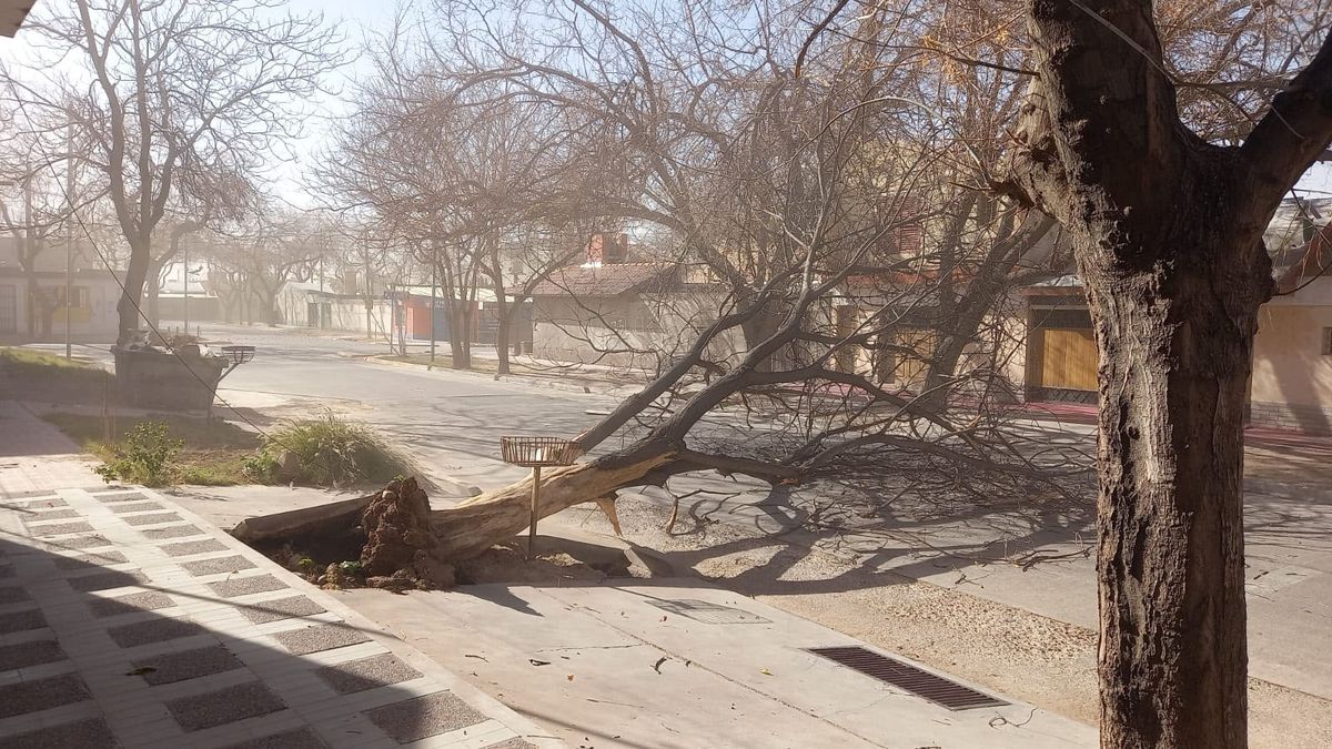 Un árbol caído en el Barrio Trapiche de Godoy Cruz.