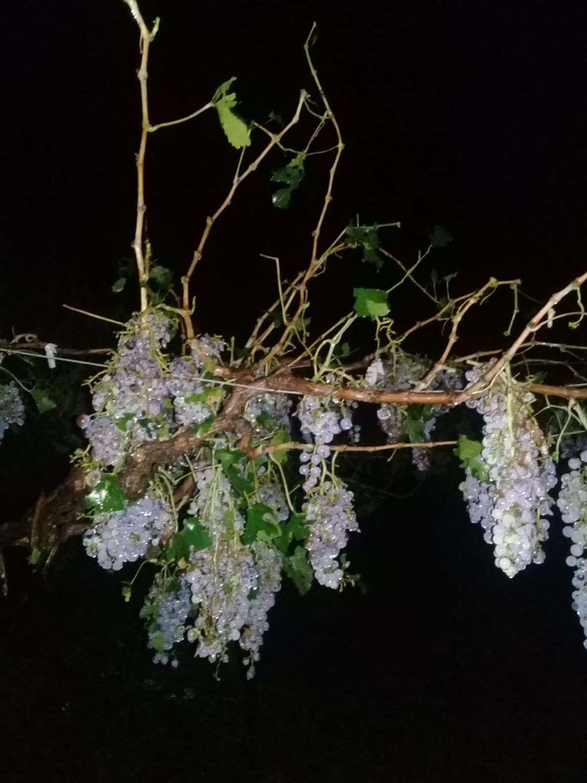 El municipio realiza una recorrida durante la mañana del jueves para hacer un relevamiento de los daños