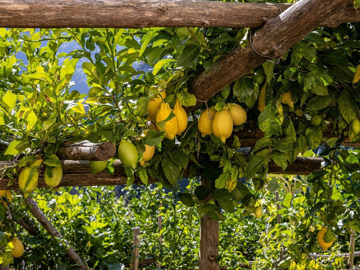 Limonero en junio: el día que tienes que abonarlo para que tu árbol estalle de frutos Limonero en junio: el día que tienes que abonarlo para que tu árbol estalle de frutos