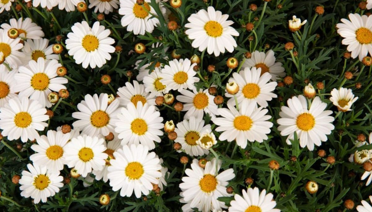 En este artículo te contamos todos los consejos de cuidado que necesitas para cultivar plantas de margarita. En este artículo te contamos todos los consejos de cuidado que necesitas para cultivar plantas de margarita.