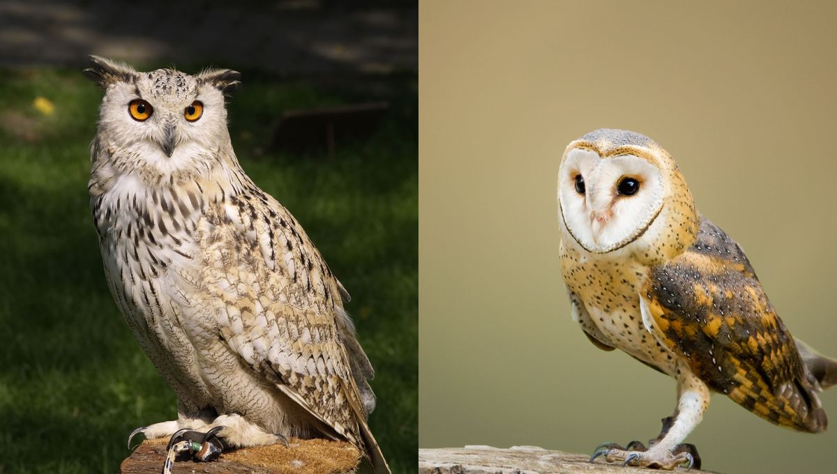 El búho tiene orejas en la parte superior de la cabeza, la lechuza no El búho tiene orejas en la parte superior de la cabeza, la lechuza no