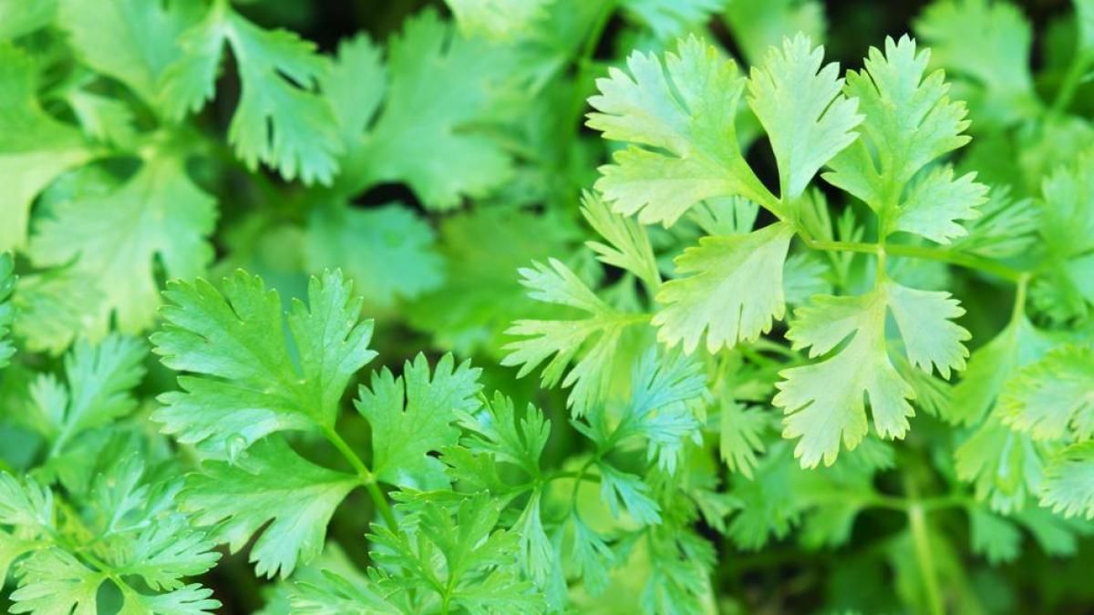 Los desconocidos beneficios del cilantro, mucho más que una hierba aromática