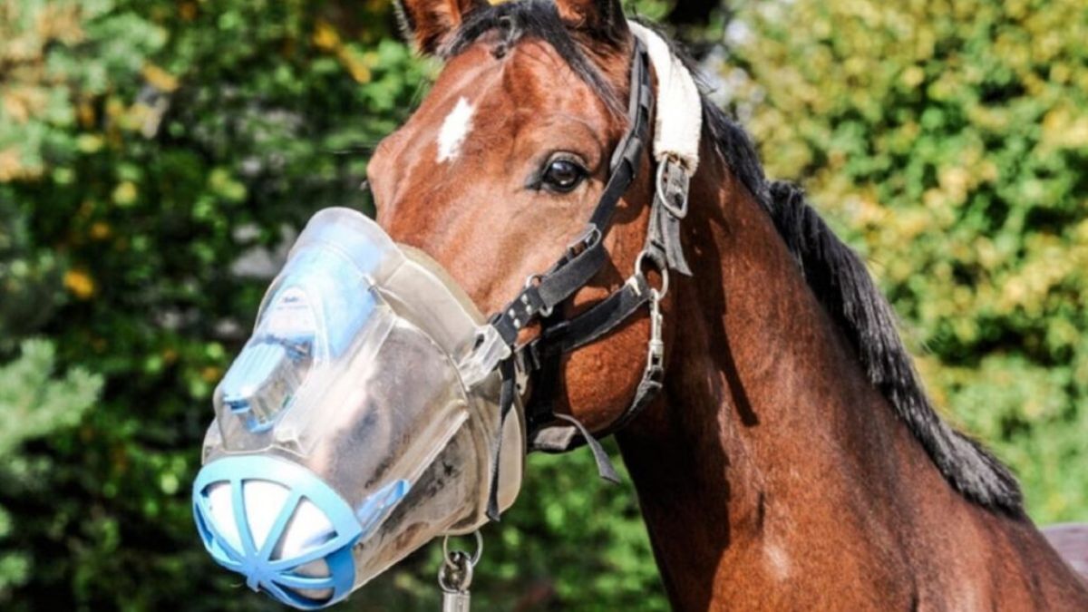 Los animales que reciban cannabis medicinal también deberán quedar registrados. Los animales que reciban cannabis medicinal también deberán quedar registrados.