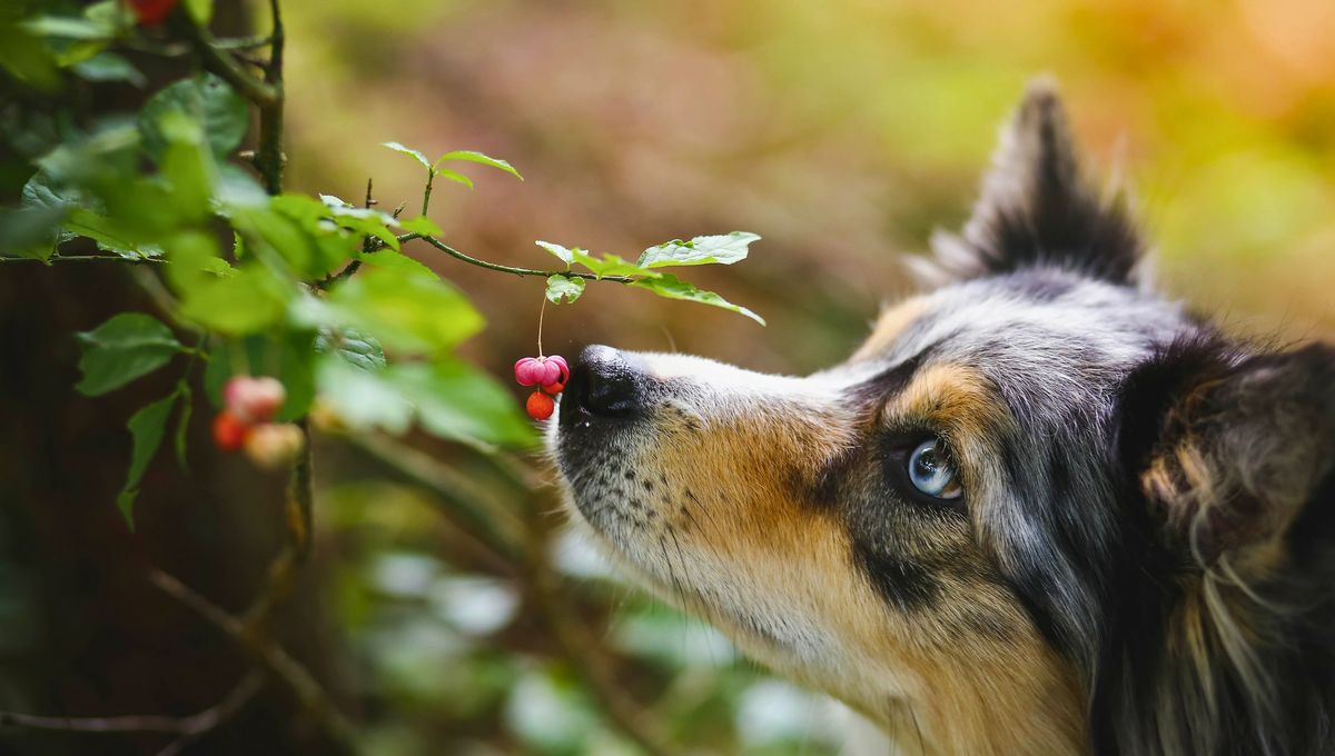 Plantas comunes y clásicas pueden resultar tóxicas para las mascotas. Plantas comunes y clásicas pueden resultar tóxicas para las mascotas. 