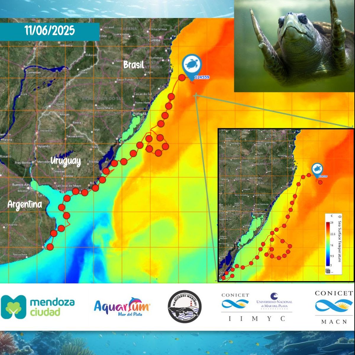 Este es el recorrido que ha realizado el tortugo Jorge desde el Acuarium de Mar del Plata hasta el norte de Brasil Este es el recorrido que ha realizado el tortugo Jorge desde el Acuarium de Mar del Plata hasta el norte de Brasil