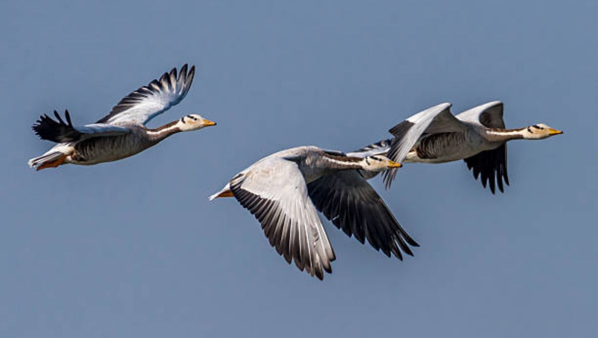 Vuela sobre el Himalaya, donde el aire escasea y pocos sobreviven Vuela sobre el Himalaya, donde el aire escasea y pocos sobreviven
