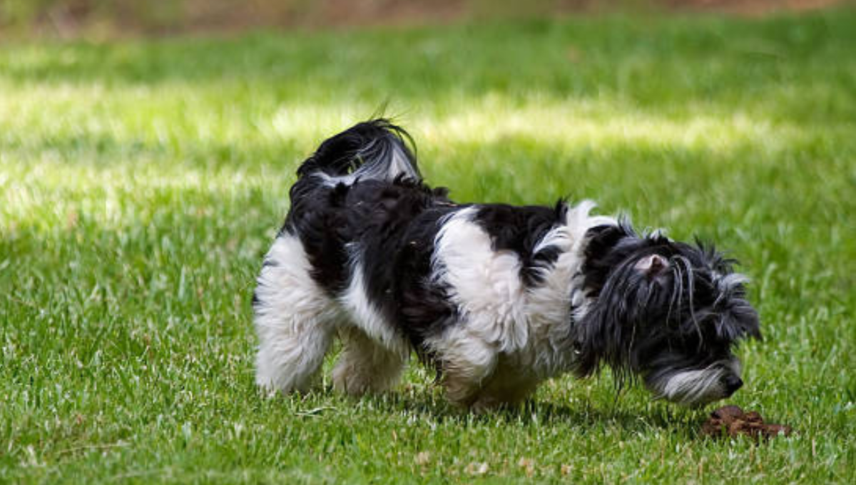 Qué significa que mi perro huela su excremento