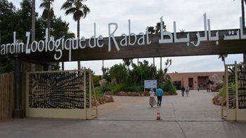 Un elefante de zoológico lanzó una piedra y mató a una niña