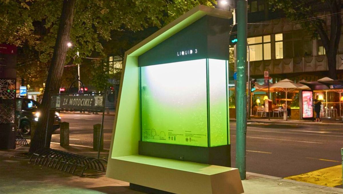El invento que no reemplaza al árbol, pero equivale a 30 de ellos y también purifica el aire en la ciudad. Fuente: Qi Argentina
