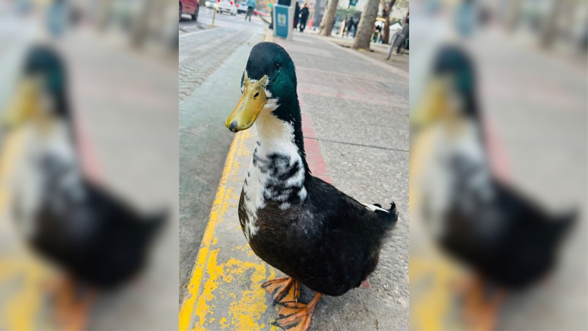 El pato Juan ya no está en el kilómetro cero como lo hizo en los últimos siete meses.