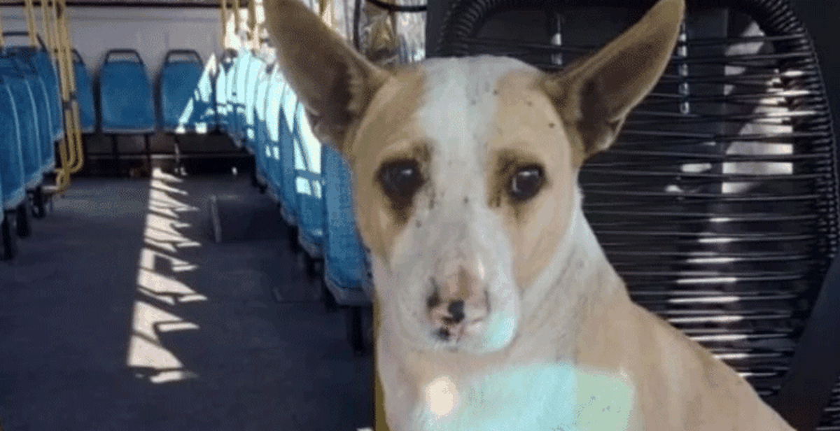 Tierna historia. "Corchito", el perro que le gusta viajar en colectivo.
