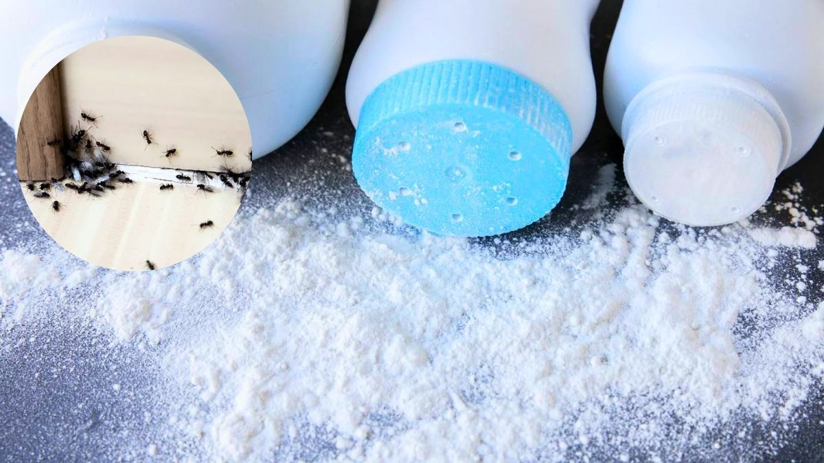 Cómo eliminar a las hormigas de tu casa usando un poco de talco: repelente casero efectivo
