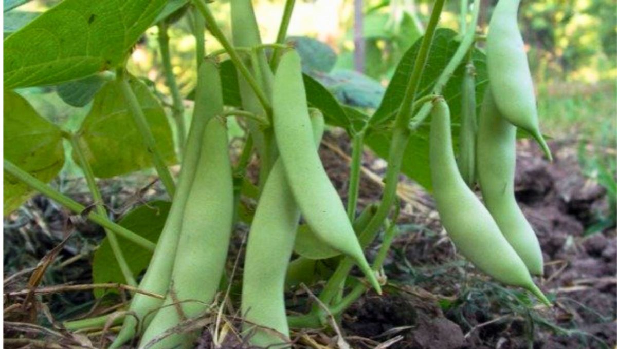 Dysphania ambrosioides, llamada como epazote o planta de chaucha, es una especie de planta arom&aacute;tica, antiparasitario, que se usa como condimento y como planta medicinal.