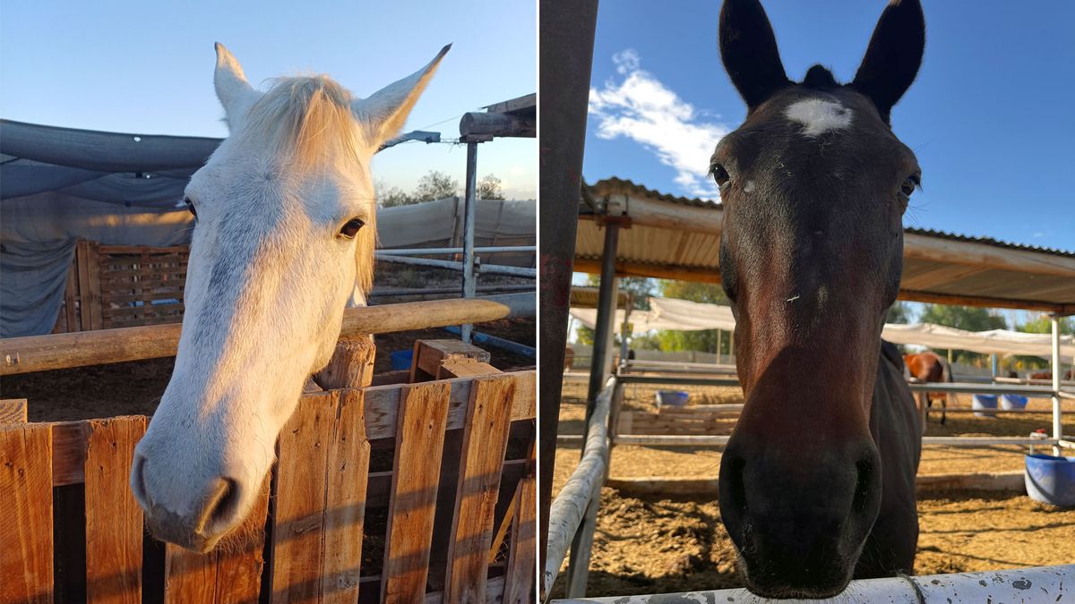 Patroclo y Aragón fueron rescatados del maltrato animal