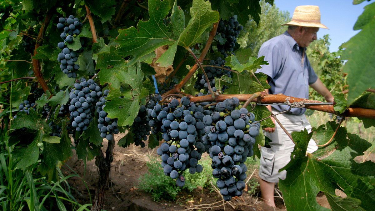 La vitivinicultura