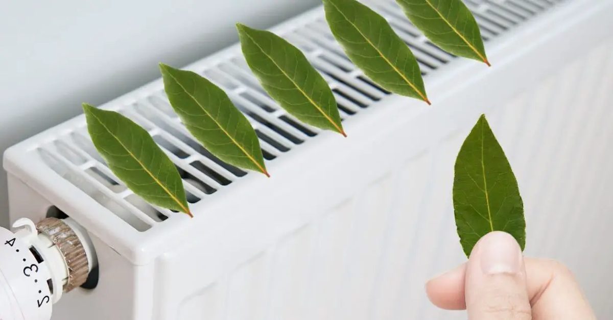 Colocar laurel en la estufa de casa: por qué recomiendan hacerlo y para qué sirve Colocar laurel en la estufa de casa: por qué recomiendan hacerlo y para qué sirve
