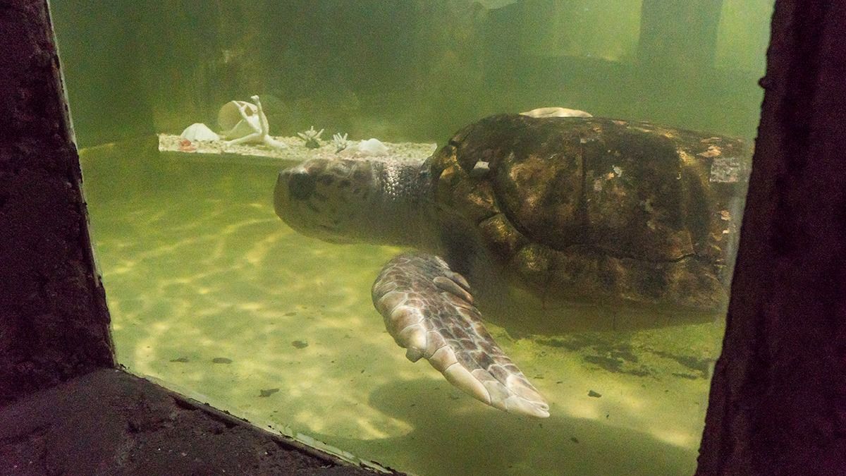 Mejora en la calidad de vida. El tortugo dejará su estanque de 20 mil litros de agua marina, para ocupar en Mar del Plata una de 150 mil, con temperatura y profundidad regulada.