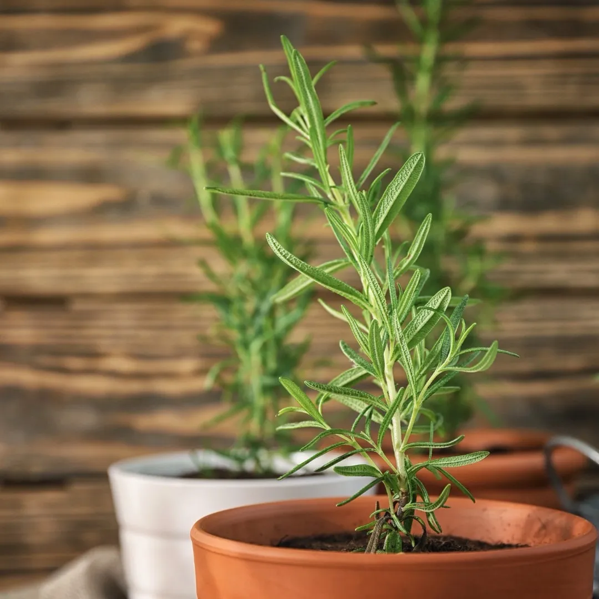 Planta de romero: cuál es la maceta ideal para que crezca fuerte y evites problemas Planta de romero: cuál es la maceta ideal para que crezca fuerte y evites problemas