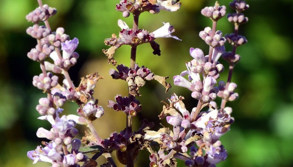 Este árbol o arbusto tranquilamente puede crecer en maceta. Imagen: Freepik. Este árbol o arbusto tranquilamente puede crecer en maceta. Imagen: Freepik.