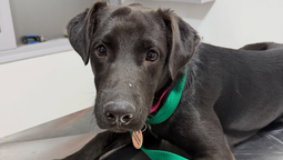 Rufina. La perrita se recupera tras recibir maltrato.
