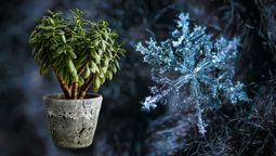 Paso a paso para proteger al árbol de Jade de las bajas temperaturas Paso a paso para proteger al árbol de Jade de las bajas temperaturas