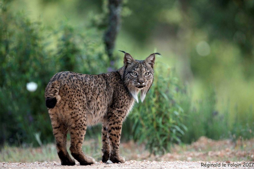 Feroz. Un video captó la tremenda pelea entre un lince y una serpiente.