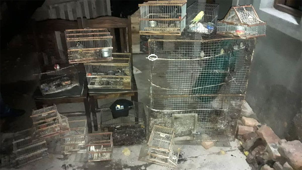 Las aves secuestradas estaban en poder de un vendedor de drogas en Rivadavia.